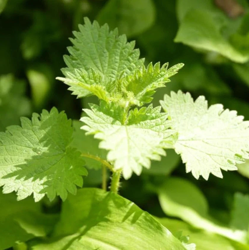 Set of 3 Live Stinging Nettle Bare Roots - Hardy Nutrient-Rich Perennial Urtica dioica for Garden