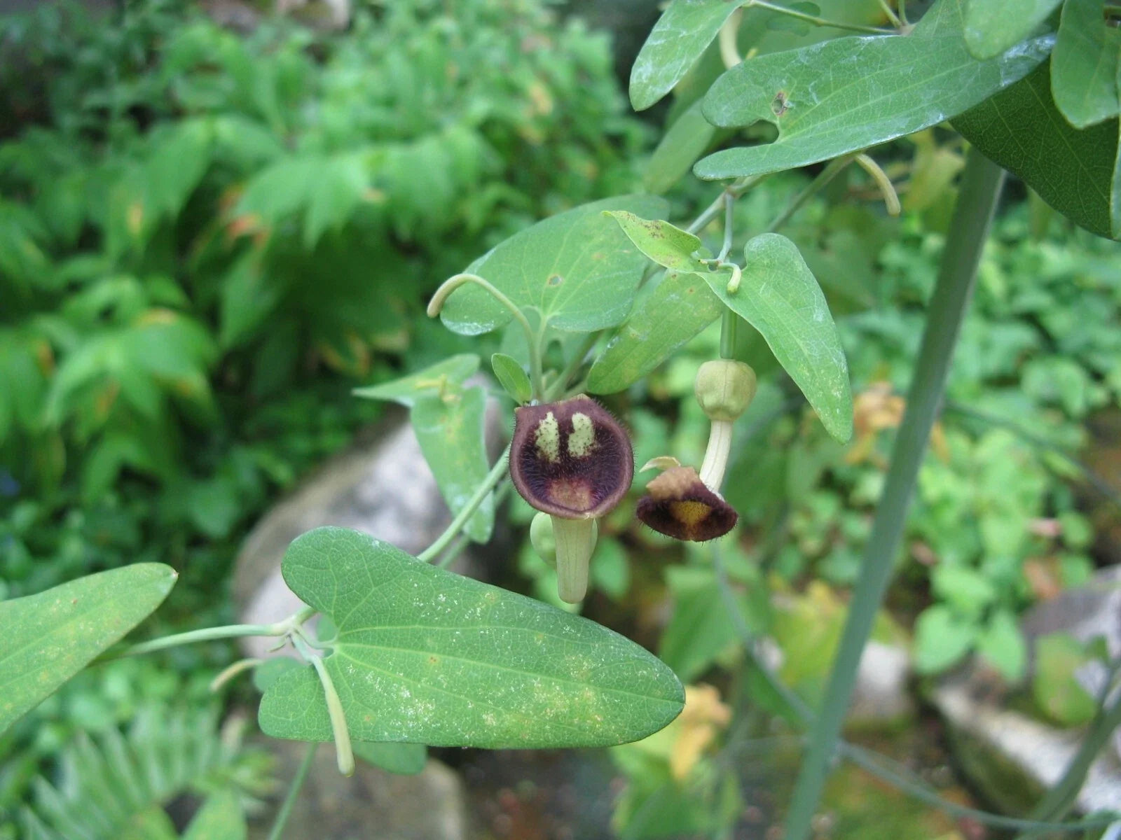 Dutchman's Pipevine Seeds, 20 Pack, Aristolochia debilis, Climbing Vine for Garden & Landscape, Butterfly Attractant