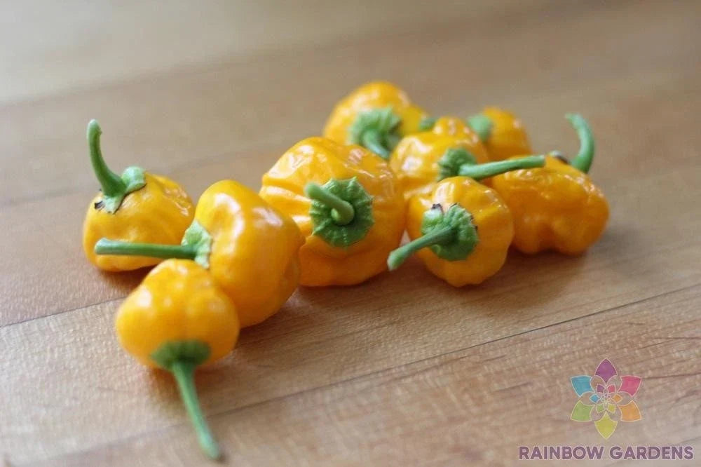 Jamaican Hot Yellow Pepper Seeds - 25+ Pack, Capsicum chinense, Spicy Culinary Peppers for Garden or Container Planting