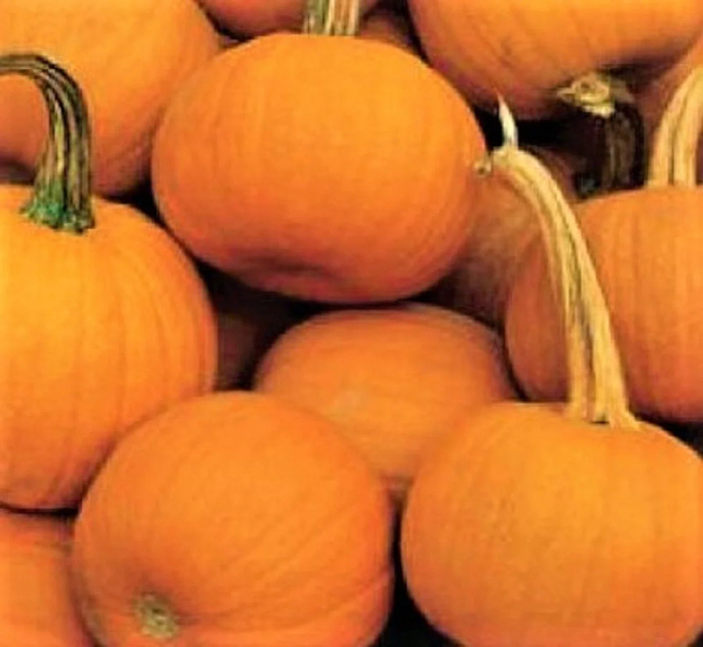 Spookie Pumpkin Seeds, Non-GMO, Halloween Pumpkin Variety, Cucurbita pepo, 15 Pack