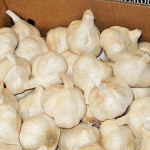 California White Garlic Bulbs 5-Pack, Allium Sativum, Softneck, Gilroy Grown, Culinary Herb, Edible Plant, Easy Grow