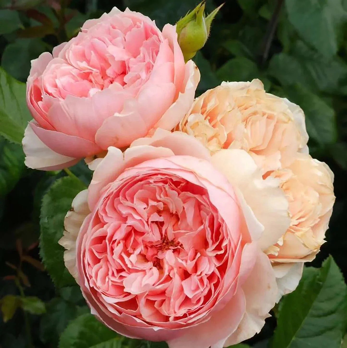 Live Japanese Rose Plant, Own Root Rosa 'Masora', Garden Flower, Outdoor Shrub, Fragrant Blooms, Drought Tolerant