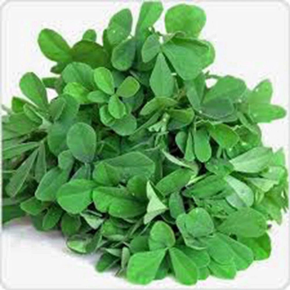 Fenugreek Herb Seeds - 100 Non-GMO Heirloom Seeds for Culinary and Herb Garden - Trigonella foenum-graecum
