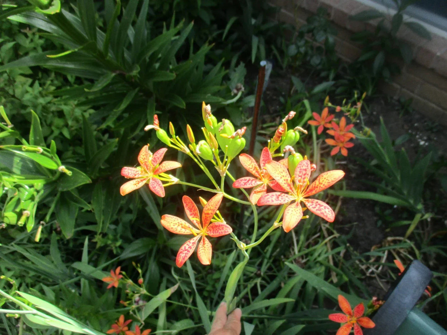 Iris Seeds - 60 Fresh Blackberry Leopard Lily Seeds - Iris domestica