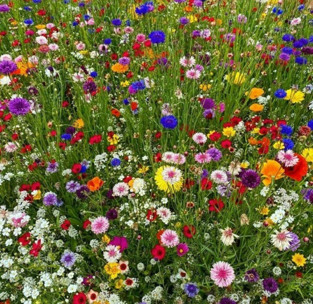 Butterfly & Bird Wildflower Seeds Pack - 300 Seeds Colorful Pollinator Mix Native Wildflowers for Gardens