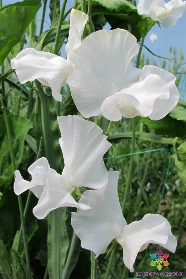 White Frills Sweet Pea Seeds - 50+ Pack, Frilled Blooms, Fragrant Garden Climbing Vine, Lathyrus odoratus, Non-GMO, USA