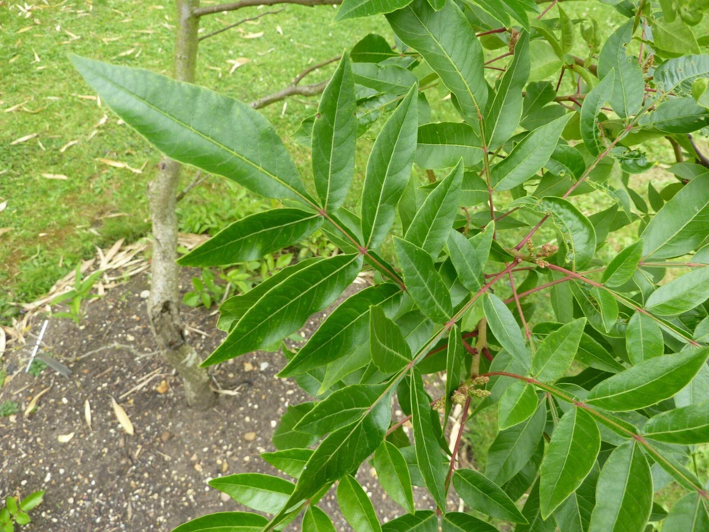 Flameleaf Sumac Seeds - 30 Rhus copallina Seeds for Wildlife & Erosion Control