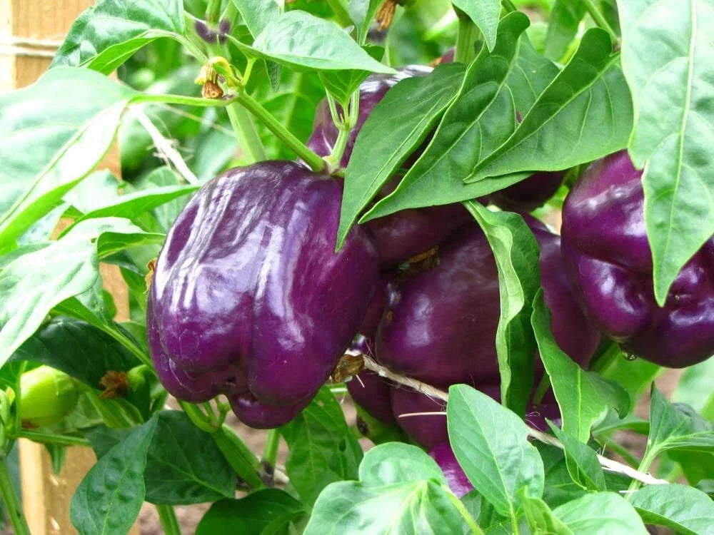 Purple Beauty Pepper Seeds - 100+ Capsicum annuum Edible Compact Plants for Cooking & Garden