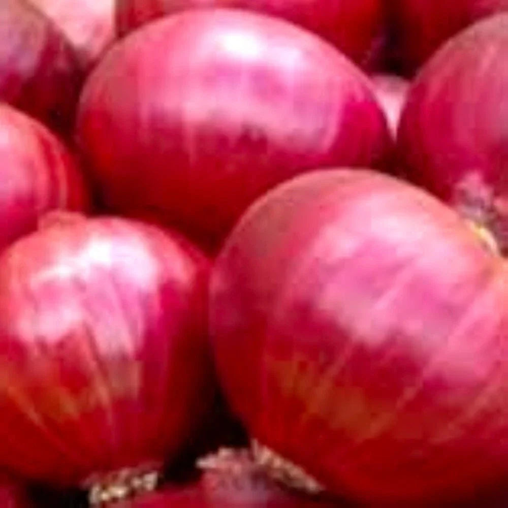 Red Creole Onion Seeds | NON-GMO Heirloom Allium cepa | Fresh Garden Seeds