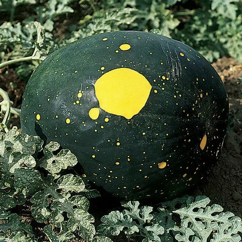 Moon & Stars Watermelon Seeds - Heirloom Non-GMO Citrullus lanatus, Red Flesh, Yellow Star Pattern Seed Packet