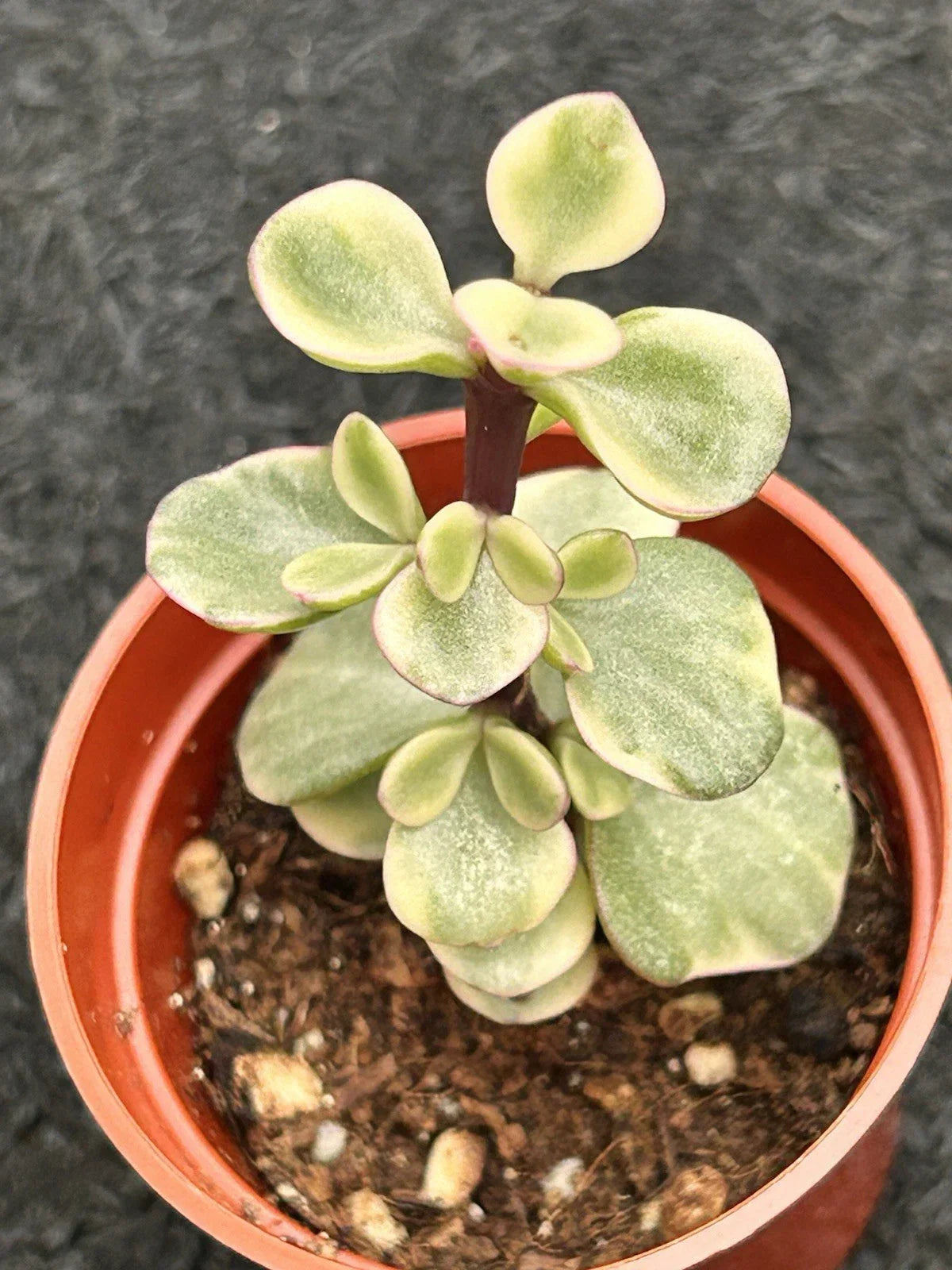 Variegated Jade Plant | Live Crassula Ovata Succulent with Green Variegated Leaves
