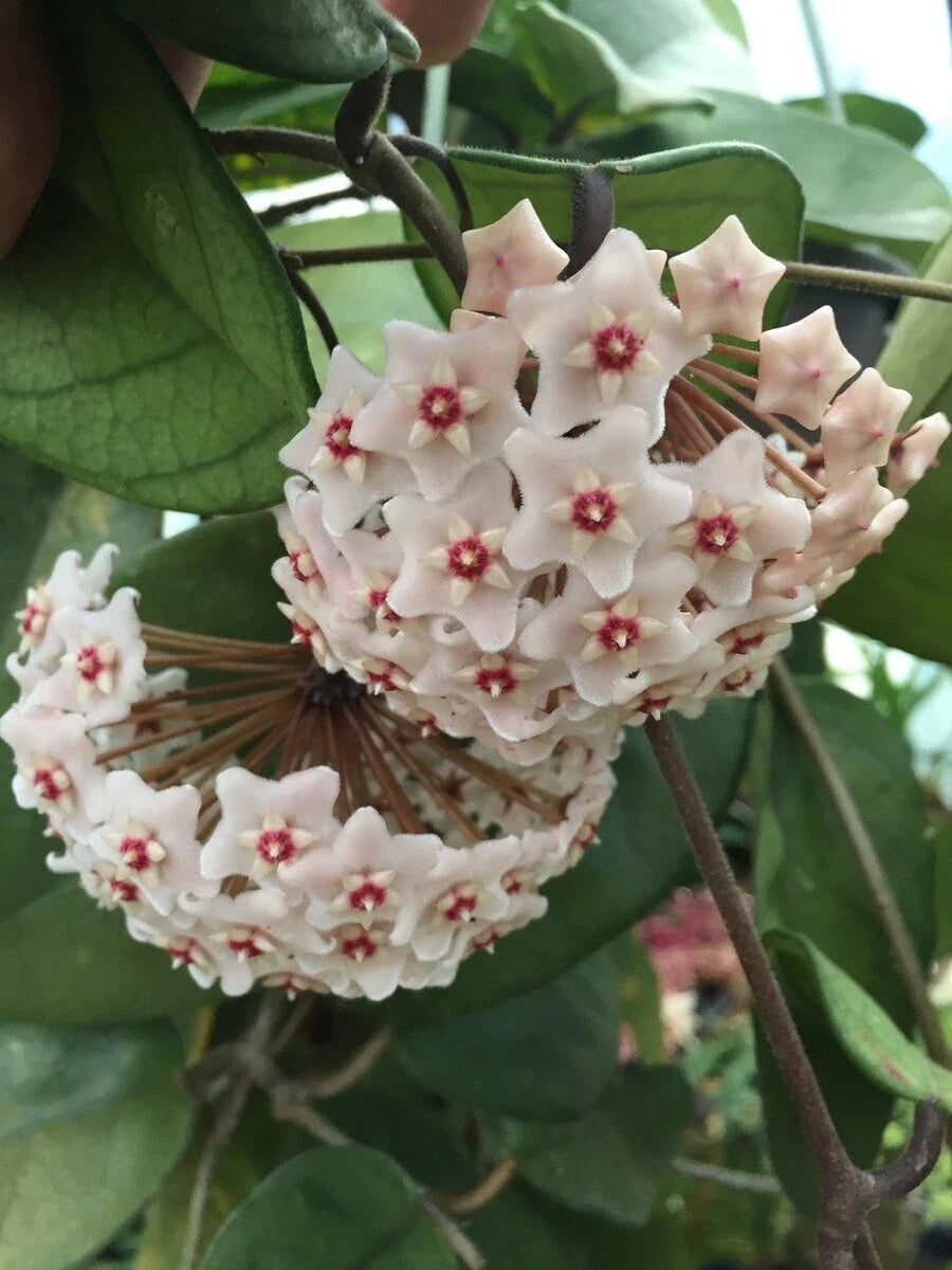 Hoya fungii Plant 2.5" Pot | Rare Indoor Houseplant | Waxy Foliage & Trailing Vine | Epiphytic Hoya Species