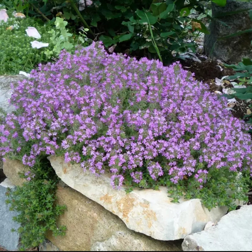 Creeping Thyme Seeds - 2000 Non-GMO Purple Flower Groundcover - Thymus serpyllum Lavender Perennial for Gardens