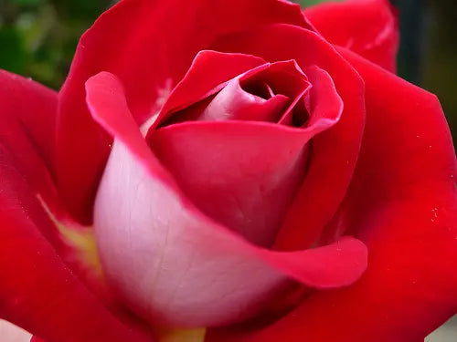 Rose Fire N' Ice Bareroot Plant - Snowfire Hybrid Tea Rose with Bi-Colored Blooms