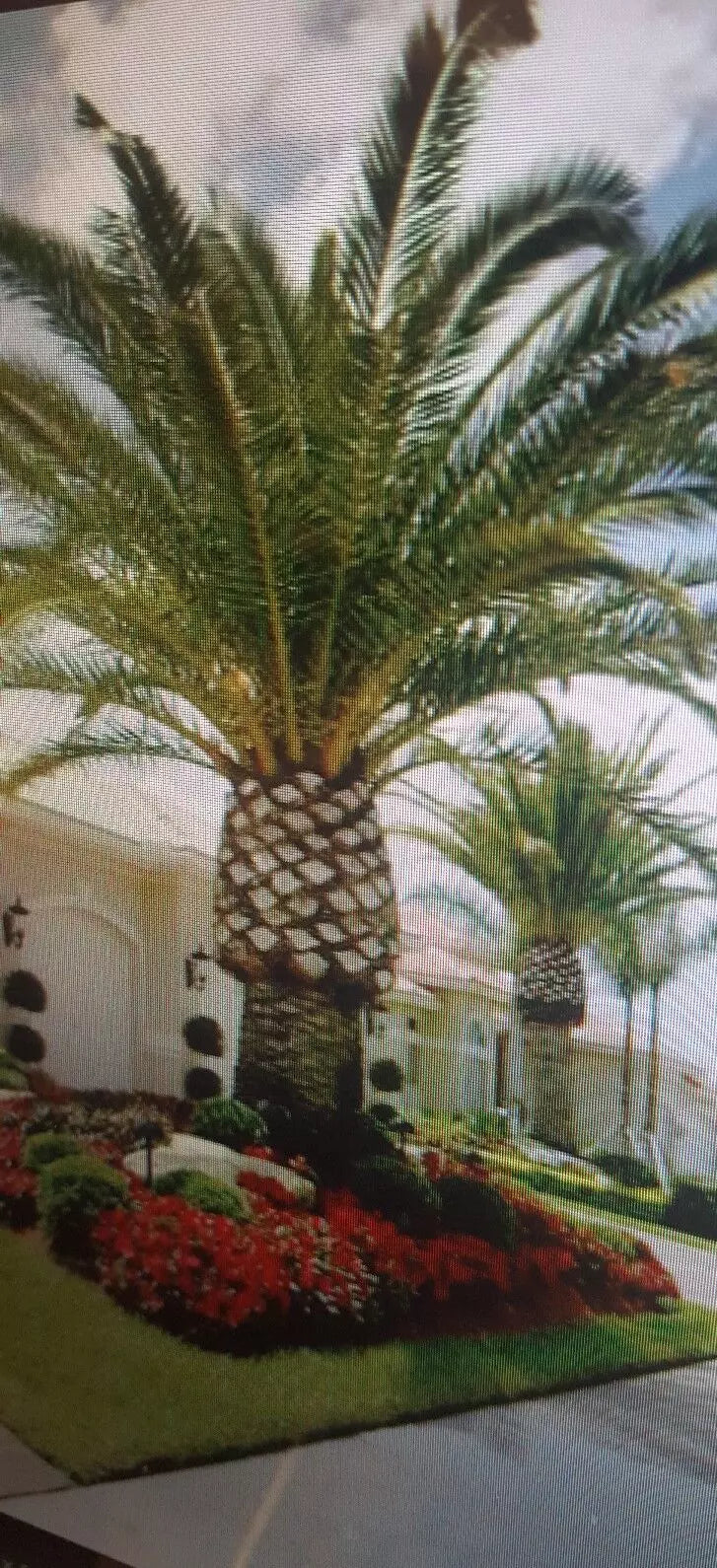 Jerusalem Palm Tree Seeds 12 Pack | Phoenix dactylifera Date Palm Seeds