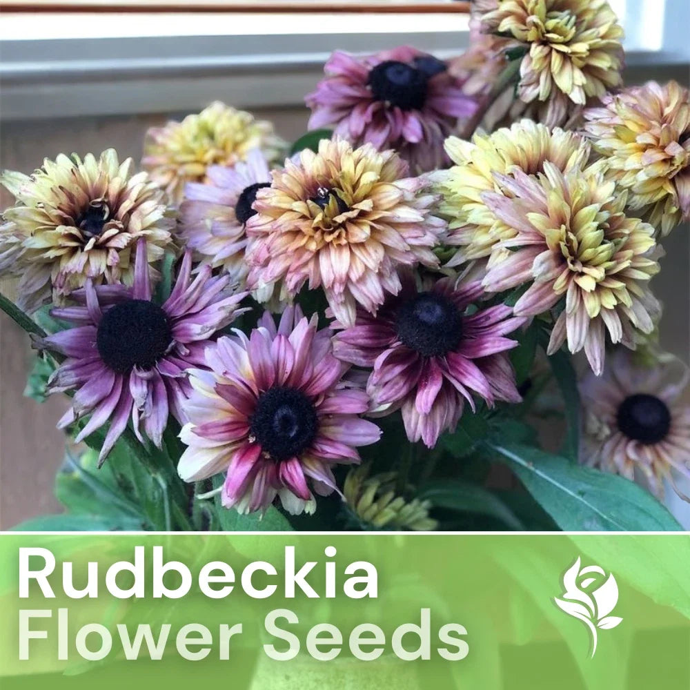 Rudbeckia Seeds - Vintage Mix - Black-Eyed Susan - Annual Flower Seeds for Garden, Borders, Cut Flowers