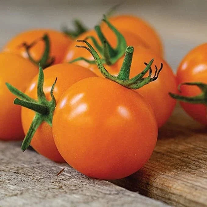Sun Sugar Cherry Tomato Seeds - 10 Seeds, Sweet Golden-Yellow, Solanum lycopersicum, Easy to Grow, Compact, High Yield