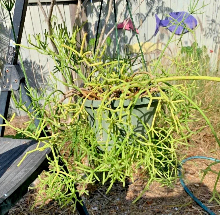 Fresh Rhipsalis Porto Alegre Cuttings – Propagation Plant, Succulent, Cactus, Rhipsalis baccifera