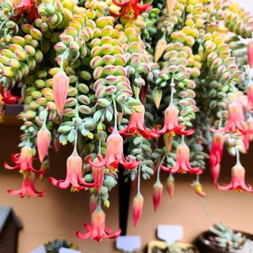 Live Cotyledon Pendens Plant - Trailing Succulent in 4" Pot for Indoor Gardening