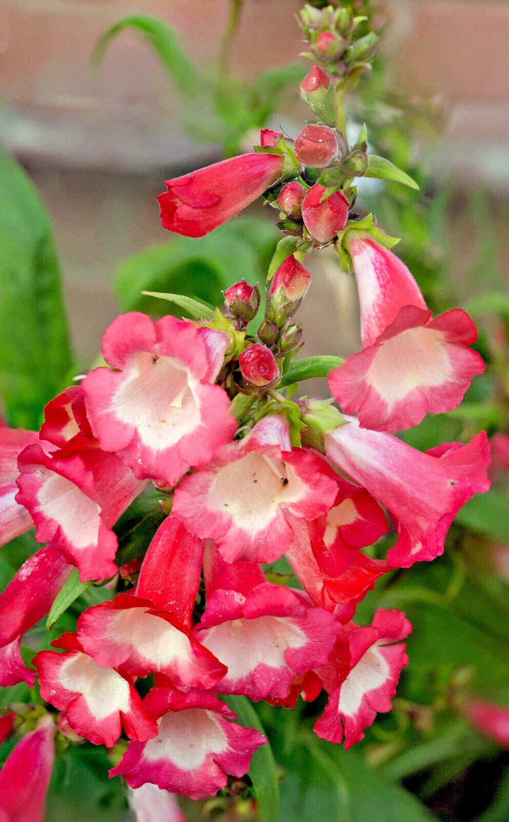 Pink Penstemon Seeds 100 Count, Beardtongue, Penstemon hartwegii, Flower Seeds for Garden, Drought-Tolerant, Pollinator Attracting