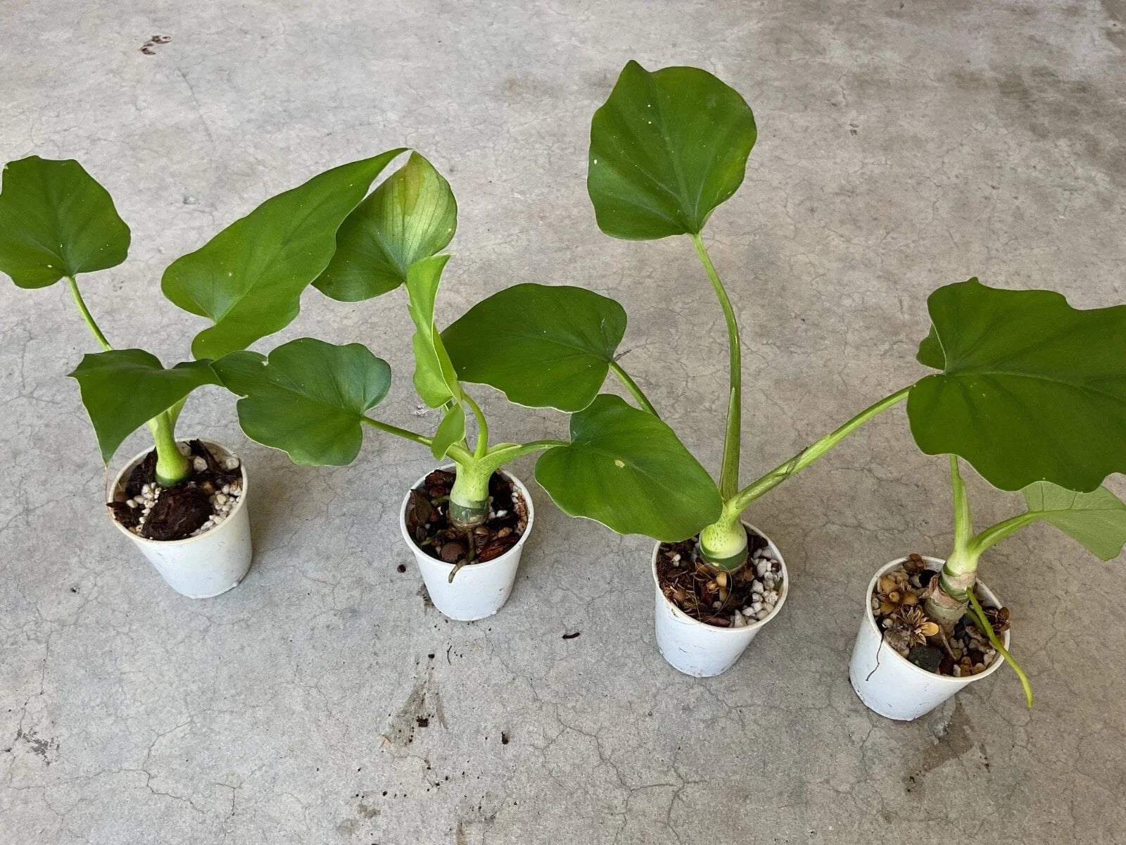 Philodendron Warscewiczii Houseplant in 1.5" Pot – Tropical Aroid with Heart-Shaped Leaves, Unique Roots, Indoor Plant