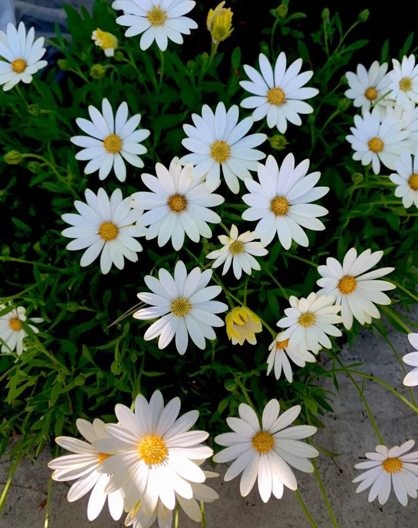 African Daisy Plant Cream and Yellow 15-18 Inch Perennial Quart Pot Osteospermum