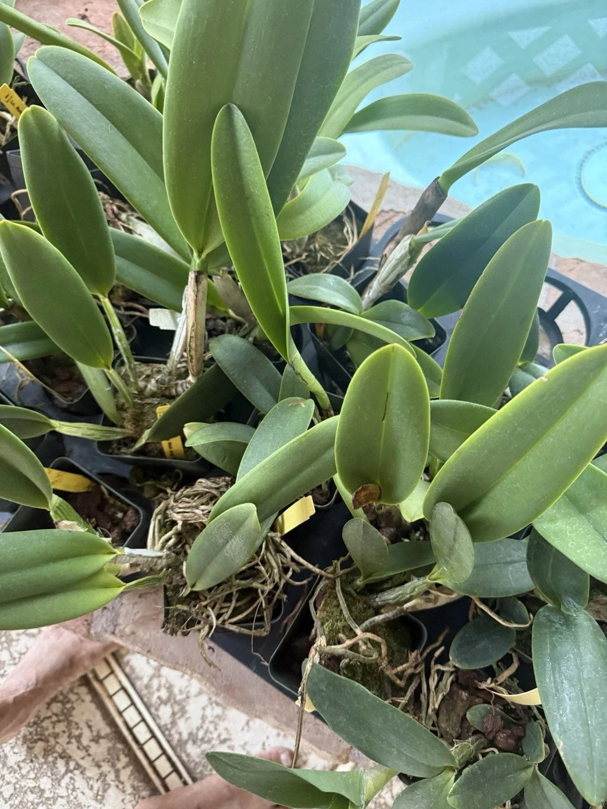Cattleya Orchid Plant Bare Root with 2 Stems, Unique Surprise Variety, Epiphytic Flowering Orchid, Cattleya spp.