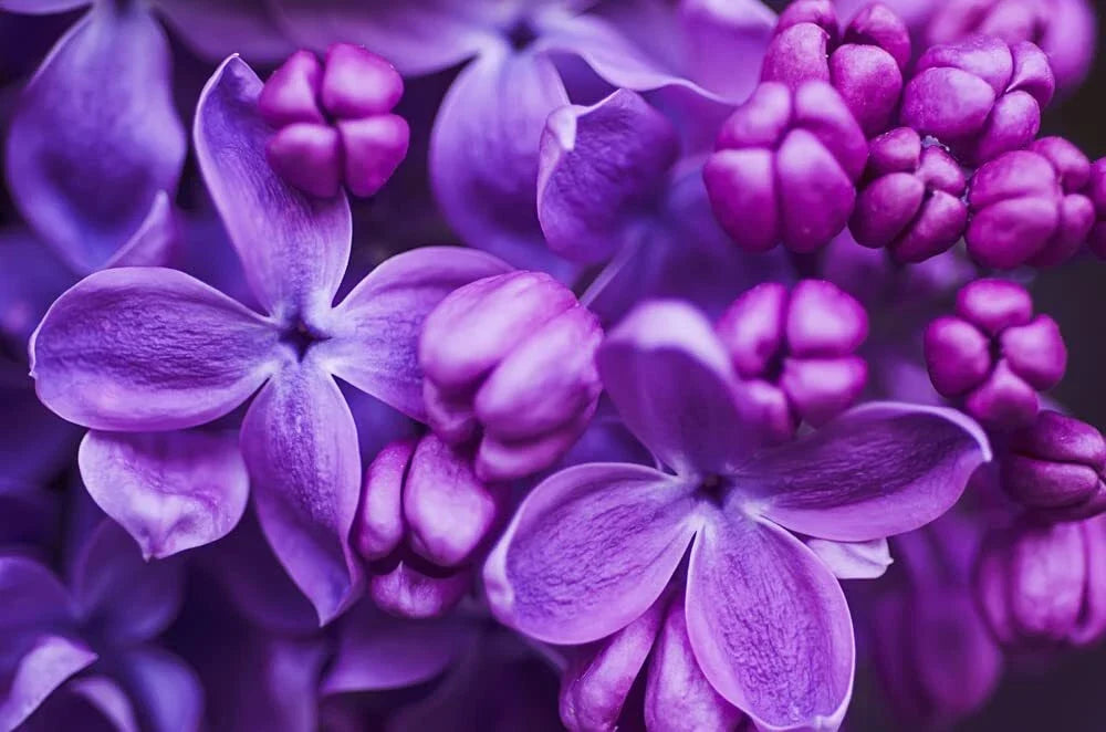 Purple Lilac Seeds - 100 Count Syringa vulgaris for Gardens, Landscaping & Fragrant Blooms