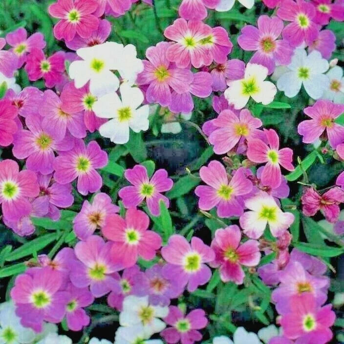 Virginia Stock Flower Seeds | 1001+ Seeds | Groundcover for Borders & Containers | Malcomia maritima