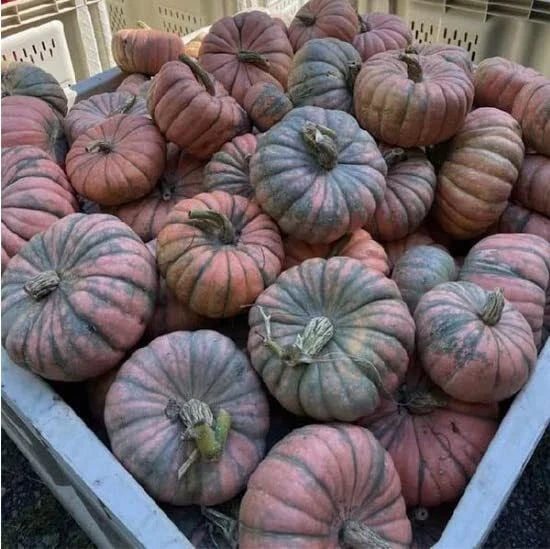 Speckled Hound Squash Seeds - 10 Pack, Black Table Squash, Cucurbita pepo, Vining, Full Sun, Non-GMO