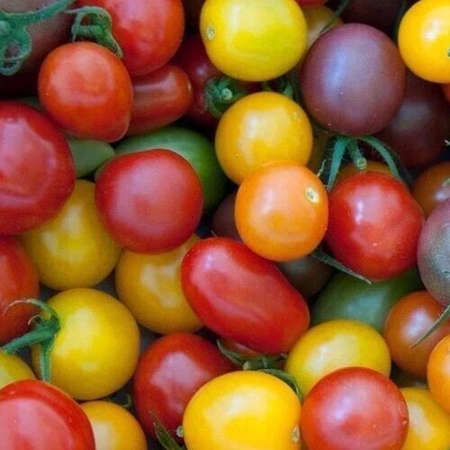 Rainbow Cherry Tomato Seeds Mix - 100+ Heirloom Seeds in Red, Orange, Yellow, Purple - Solanum lycopersicum for Garden, Patio, Container