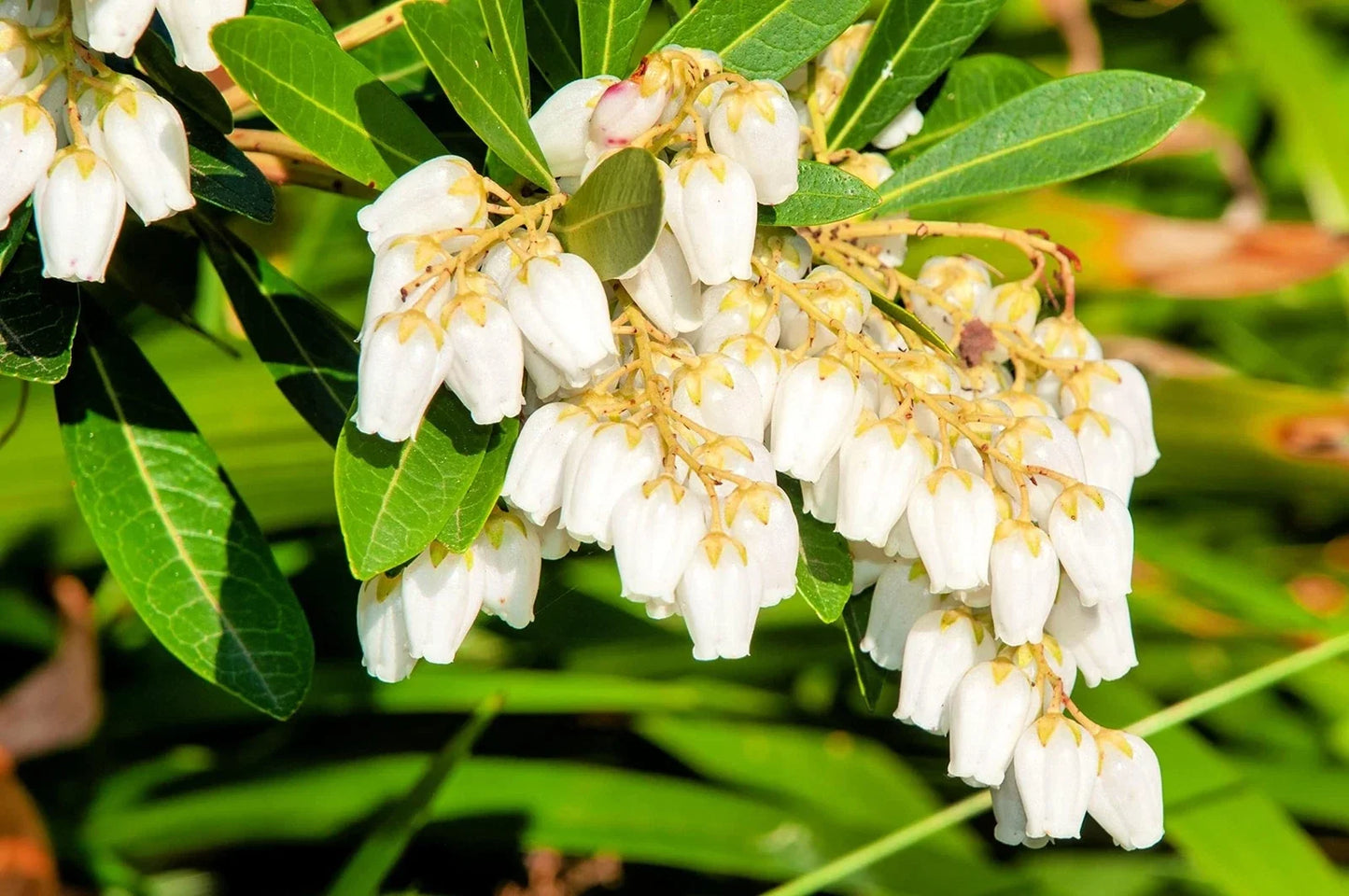 Forest Flame Shrub Seeds - Pieris Japonica, Japanese Pieris, Evergreen Garden Shrub, 30 Seeds