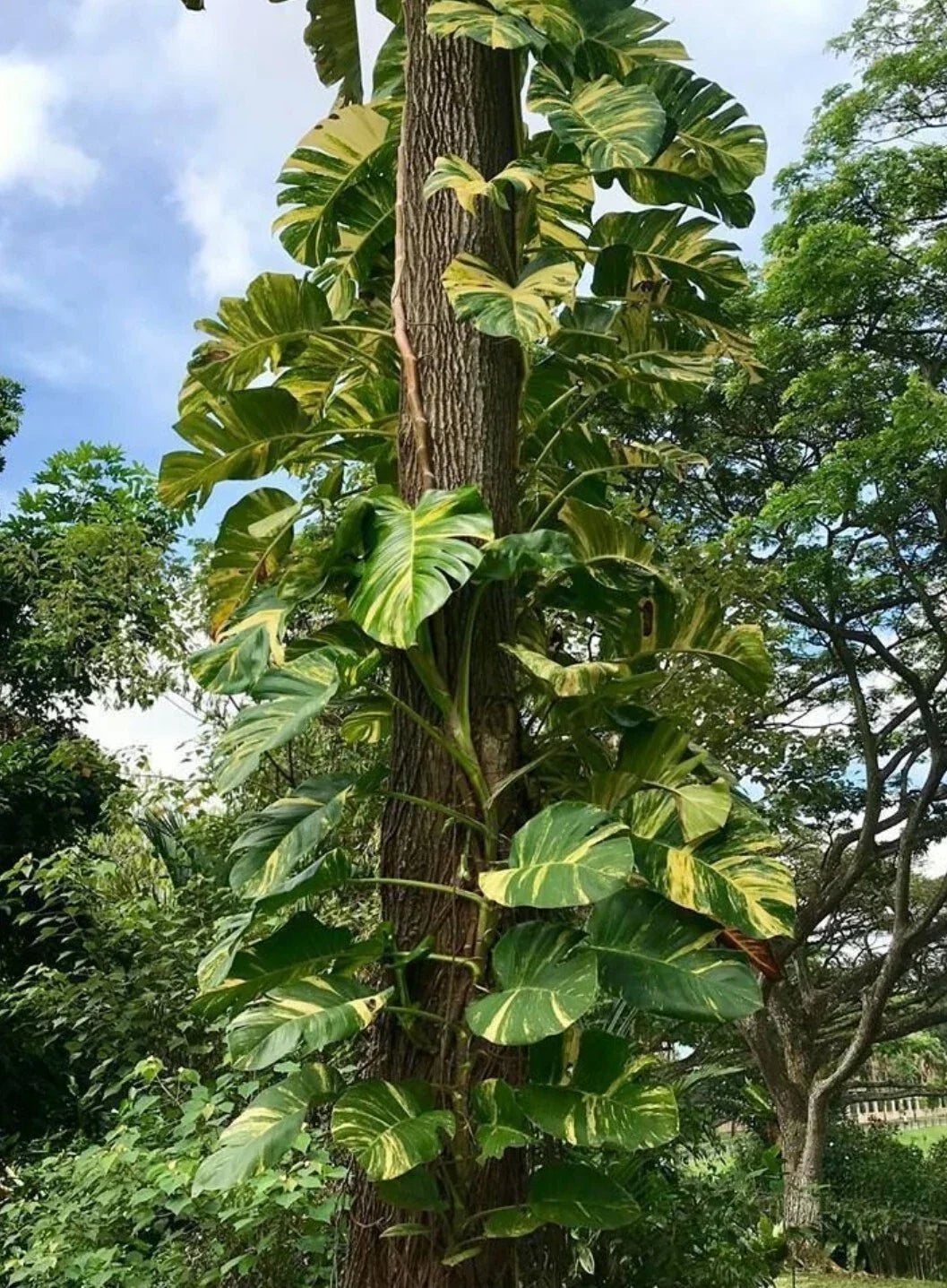 Golden Queen Pothos Vine 24" Long - Giant Leaf Rooted Epipremnum aureum Houseplant