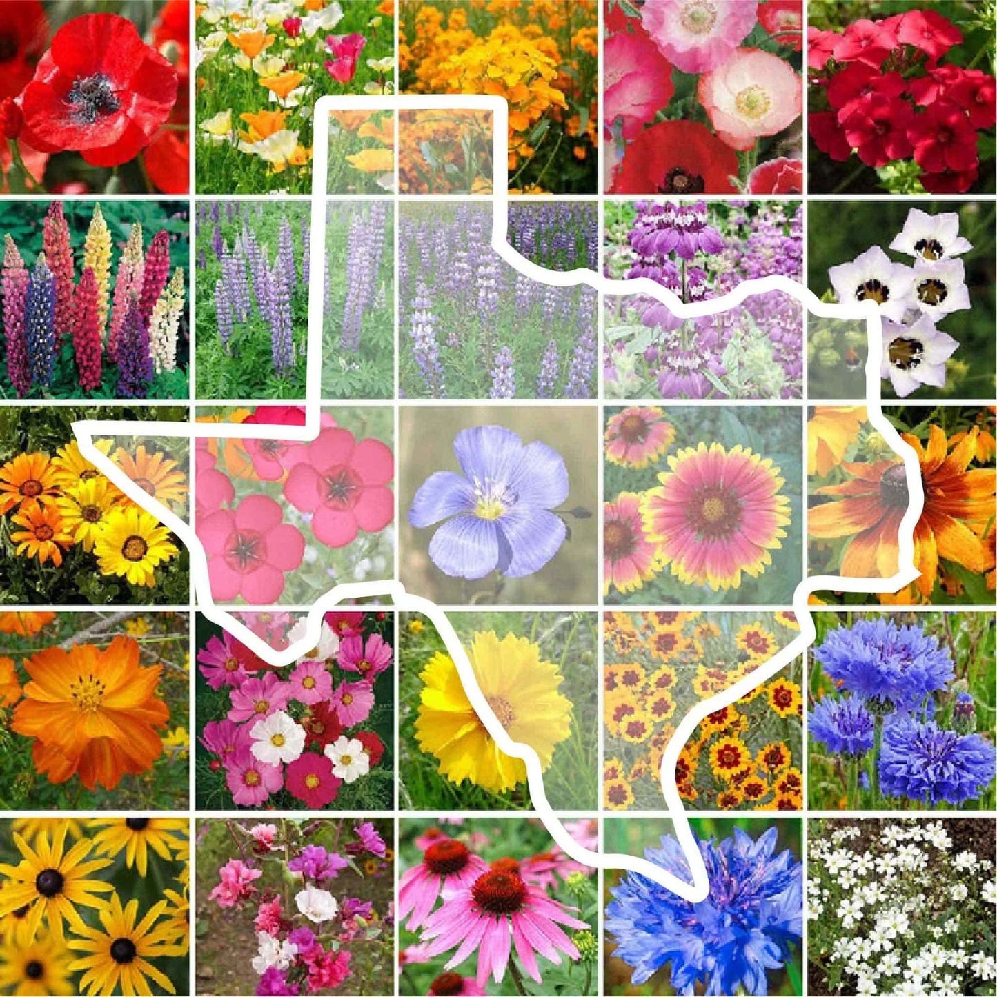 Texas Wildflower Seed Mix - 1000 Non-GMO Native Perennial & Annual Seeds for Gardens and Meadows