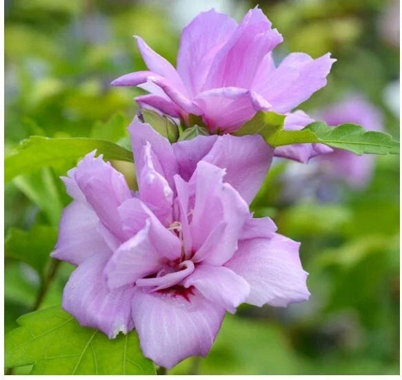 French Cabaret Blush Rose of Sharon Starter Plants, Pink Hibiscus syriacus Cuttings, Full Sun, Hardy Shrub, 2-Pack