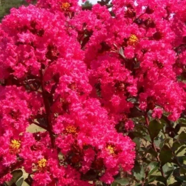 Crape Myrtle Cuttings - 8 Heirloom Deep Rich Pink Lagerstroemia indica for Garden Propagation