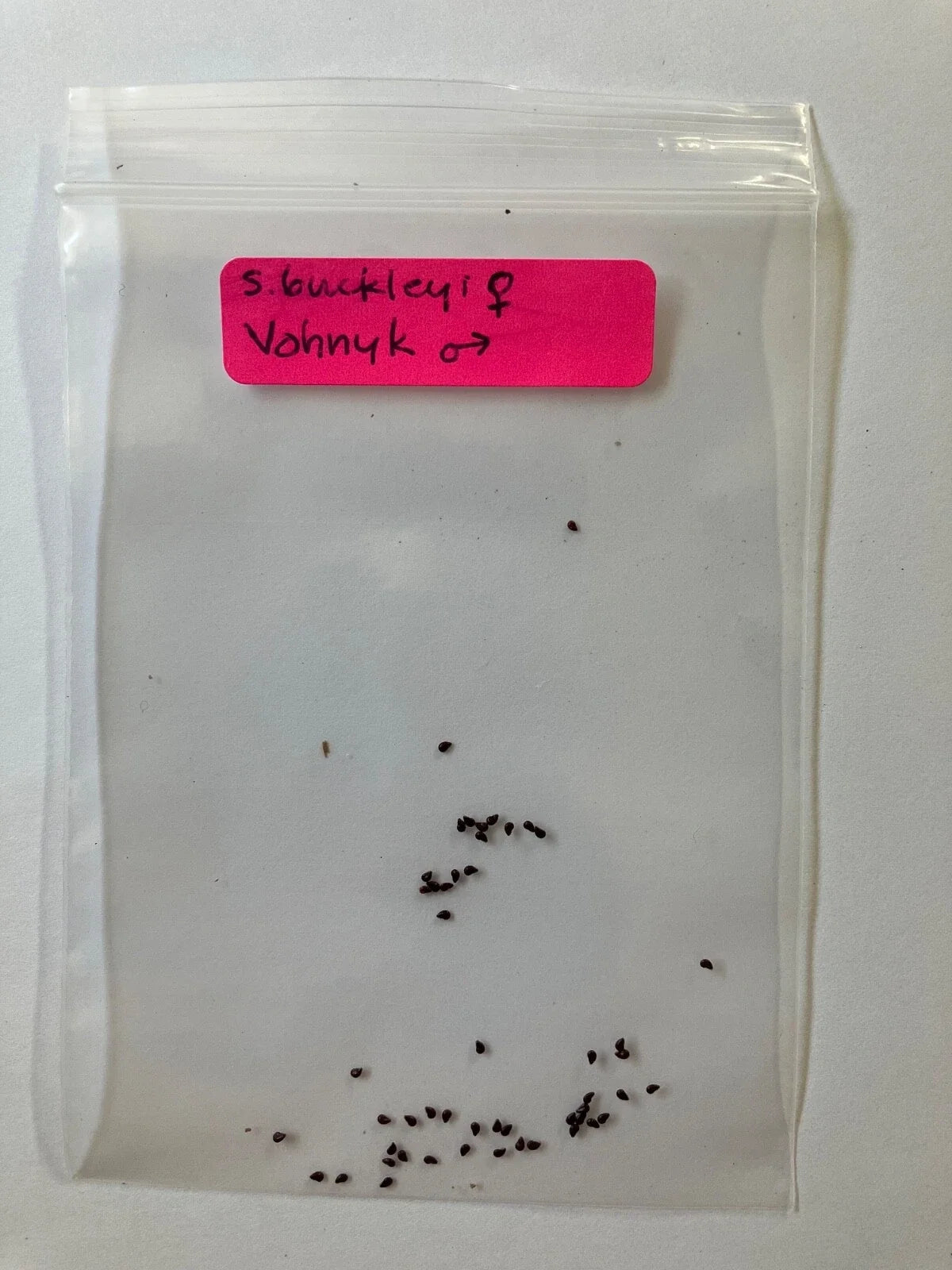 S. Buckleyi x Vohnyk Hybrid Seeds – Rare Unique Plant for Garden, Landscape, Indoor & Outdoor Gardening