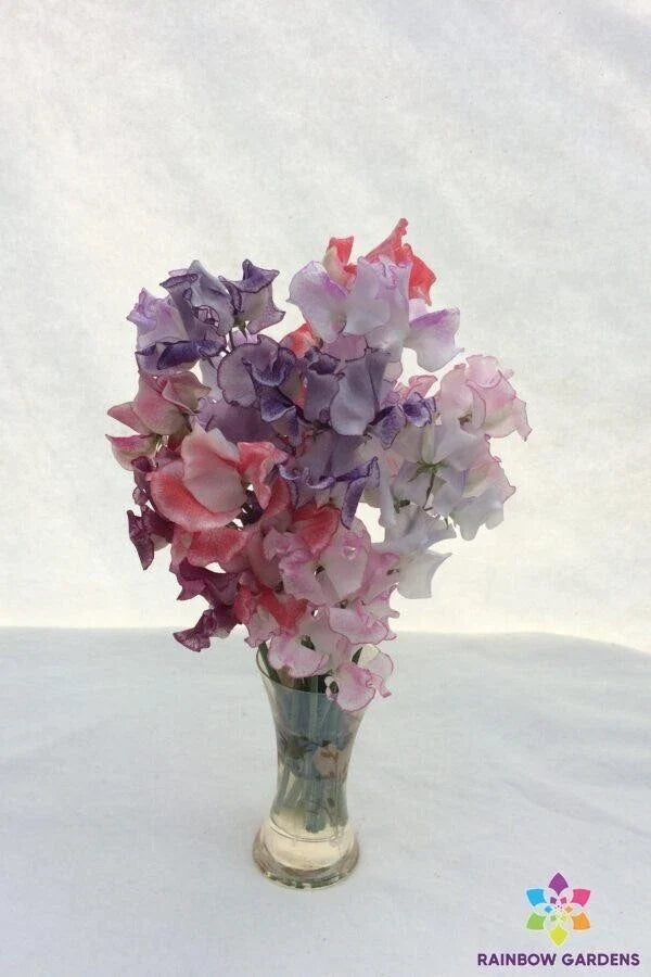 Sweet Pea Seeds Striped Mixture – Lathyrus odoratus – Garden Climbing Vine, Fragrant Blooms, 50+ Seeds, USA
