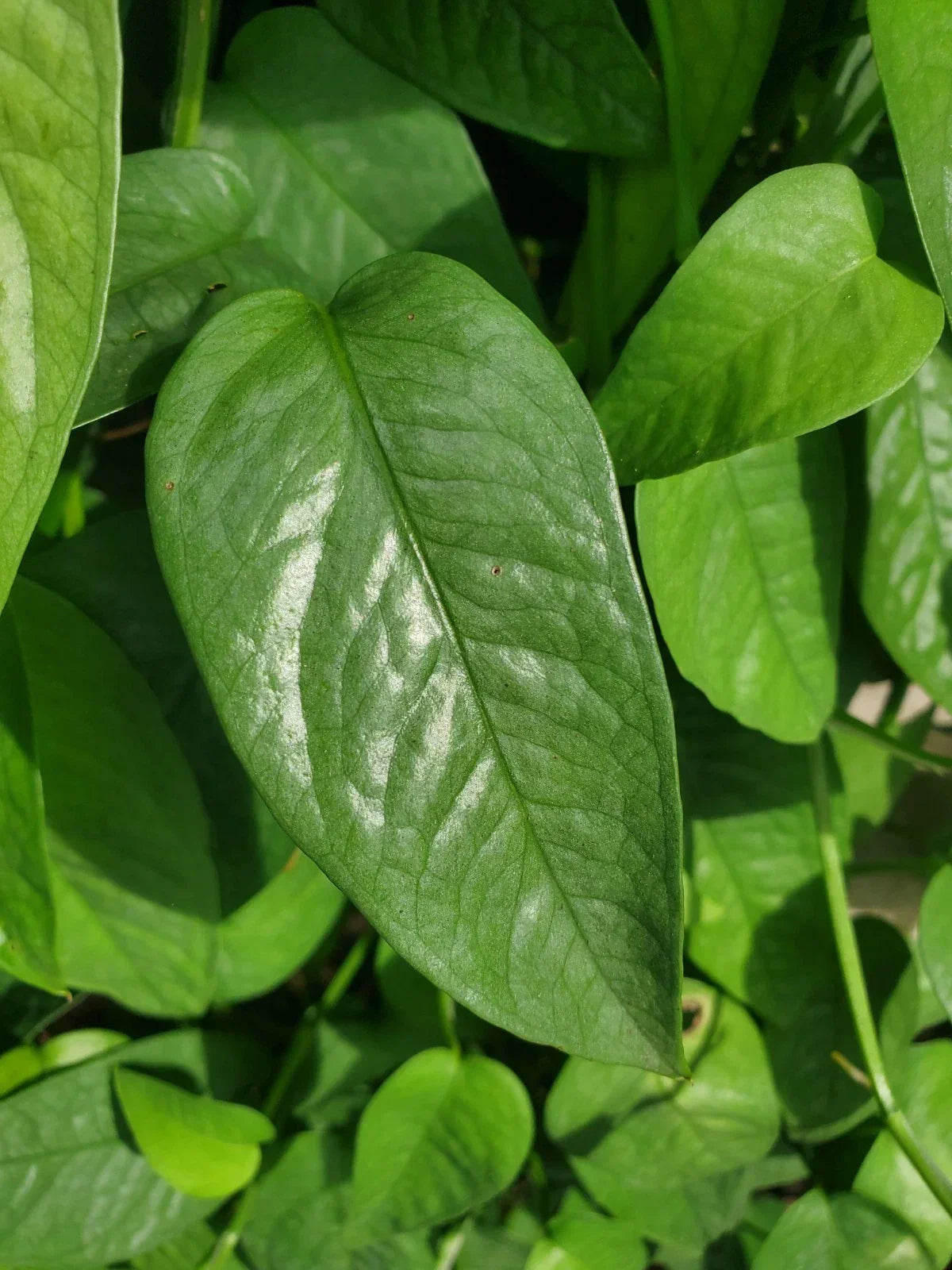 Cebu Blue Pothos Cutting - 4 Node Unrooted Rare Houseplant Epipremnum pinnatum Free Shipping USA