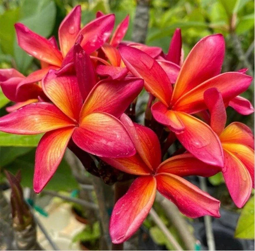Orange Red Plumeria Seeds - 5 Hawaiian Fragrant Flower Plants - Plumeria rubra Seeds for Tropical Gardens