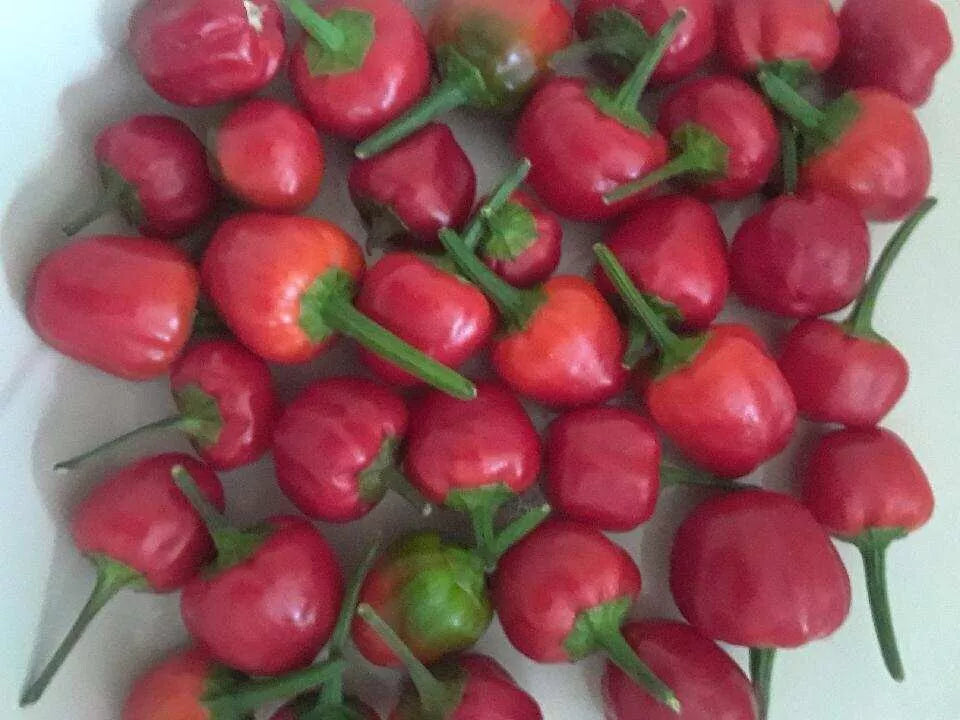 Pequin Pepper Seeds - Semillas de Chile Piquin, Capsicum annuum, Fiery Small Peppers, Compact Plant, 50+ Seeds