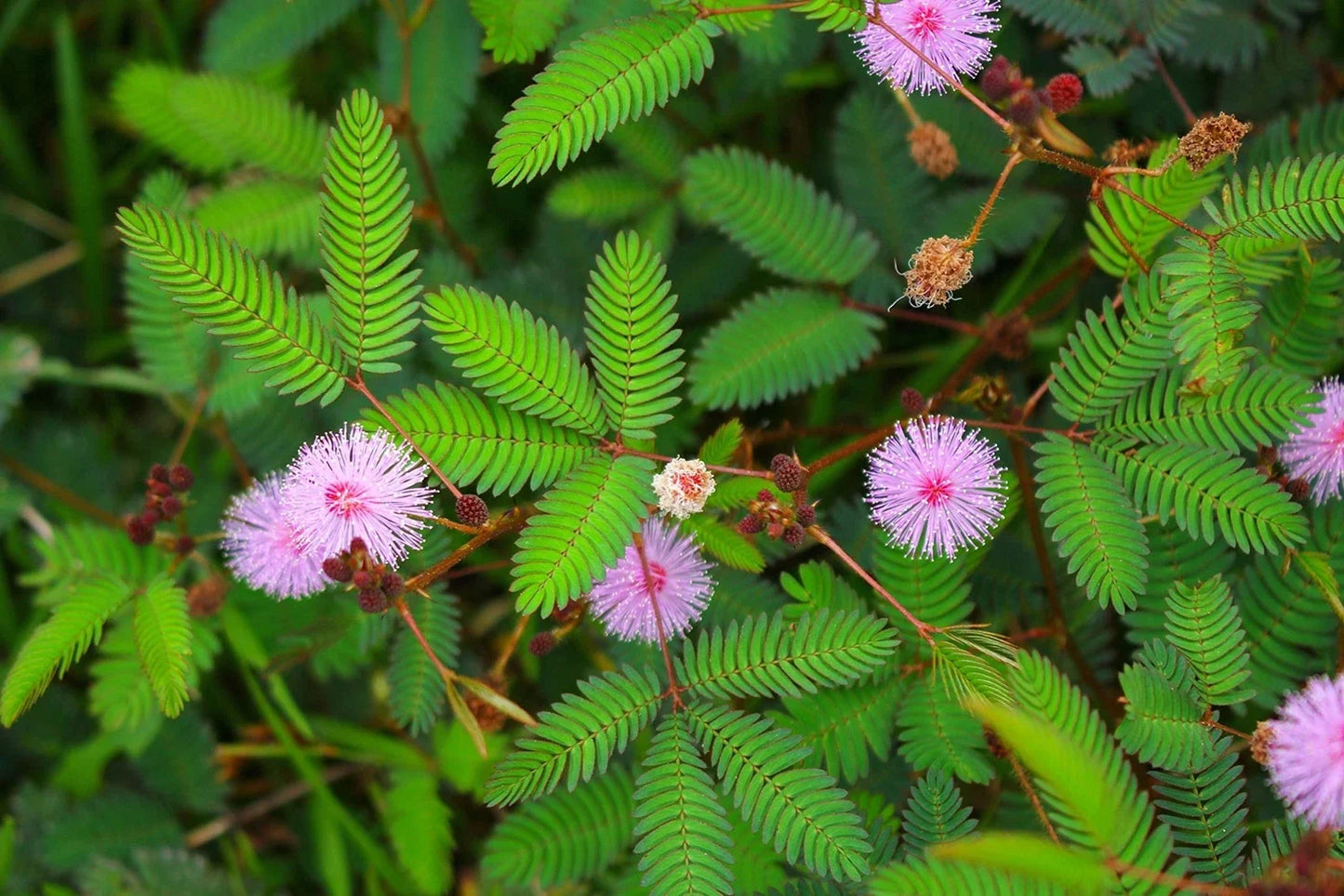 Mimosa Flower Seeds - 20 Pack - Albizia julibrissin - Pollinator Friendly, Pink Blooms, Easy to Grow, Made in USA