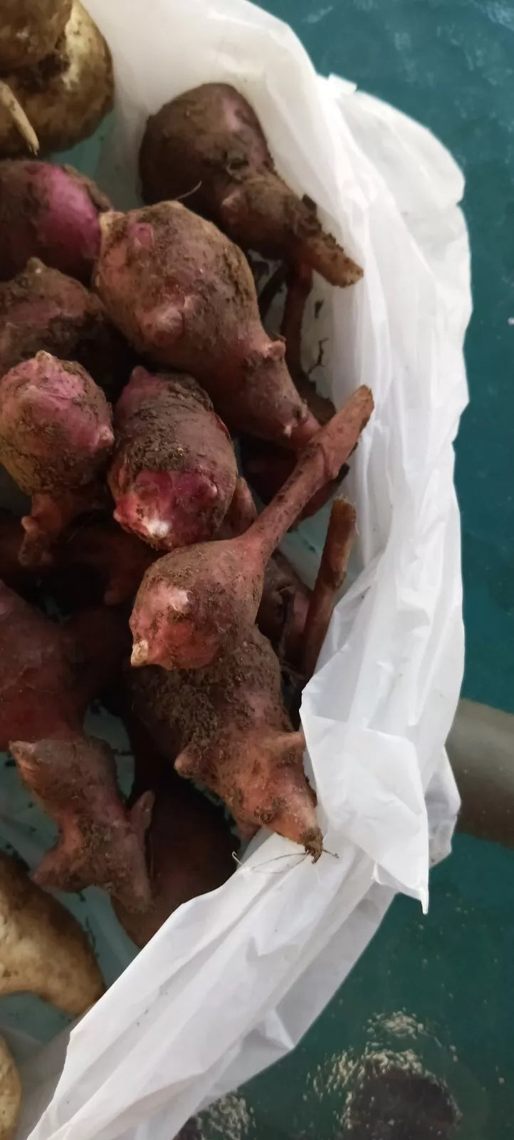Red Mammoth Organic Sunchoke Tubers for Planting - Helianthus tuberosum - Jerusalem Artichoke, Full Sun, Organic Gardening