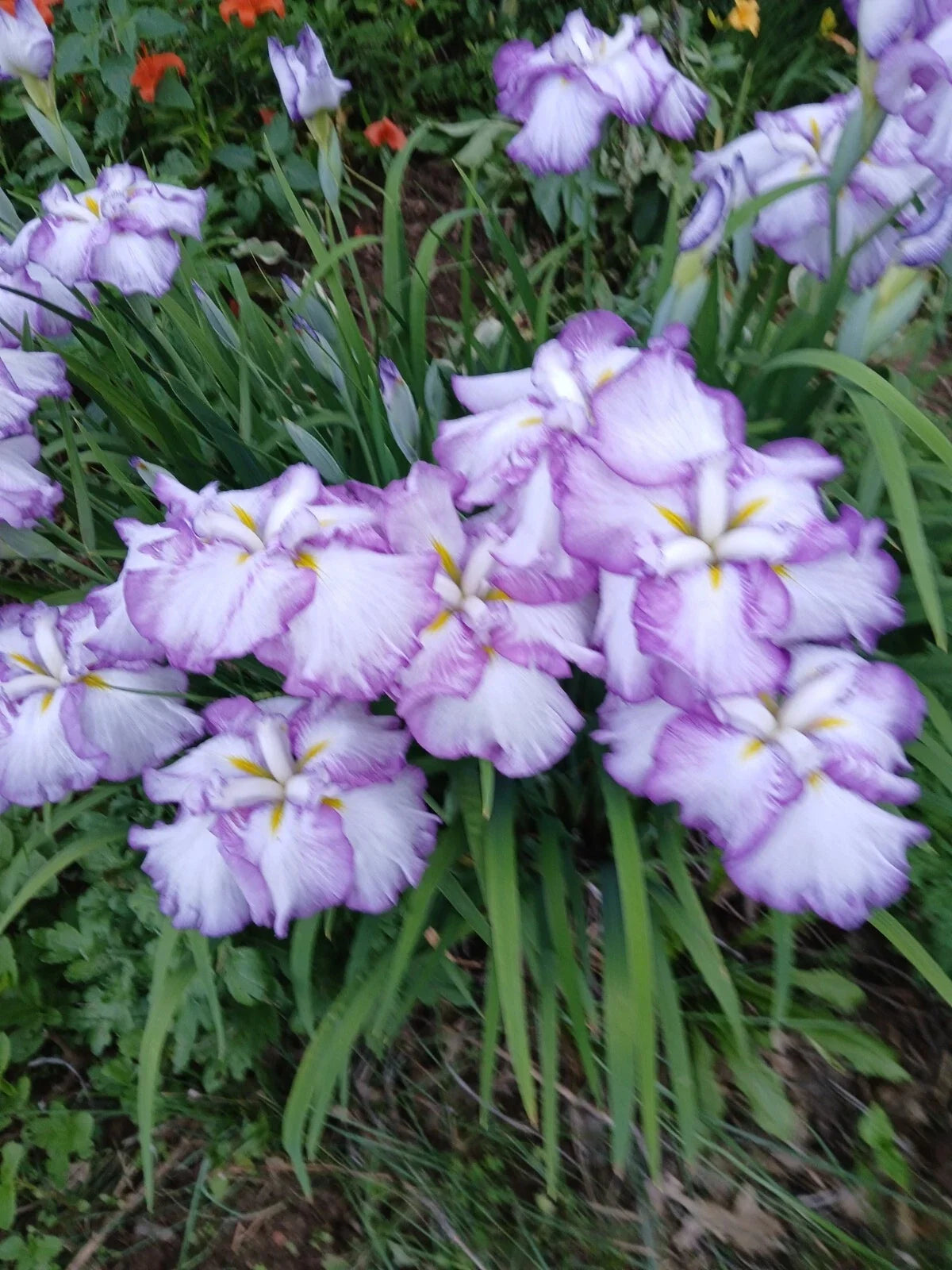 Japanese Iris Plant Tiramisu - Well-Rooted Perennial in 1-Gallon Pot - Iris ensata, Vibrant Cream and Lavender Blooms