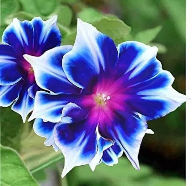 Morning Glory Seeds 100 Count - Blue & White Ipomoea tricolor Climbing Vine for Gardens & Fences