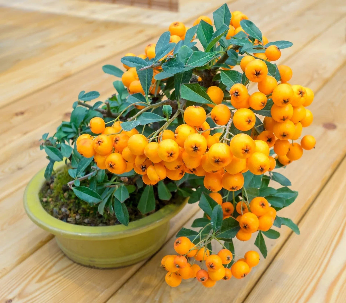 Orange Firethorn Bonsai Tree Seeds - Pyracantha coccinea, 30 Seeds, Bright Orange Berries, Compact Growth, Ornamental Garden Plant