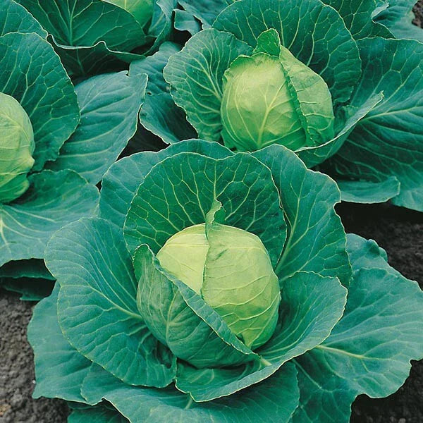Cabbage Seeds - 500+ Heirloom Golden Acre - Non-GMO Brassica oleracea