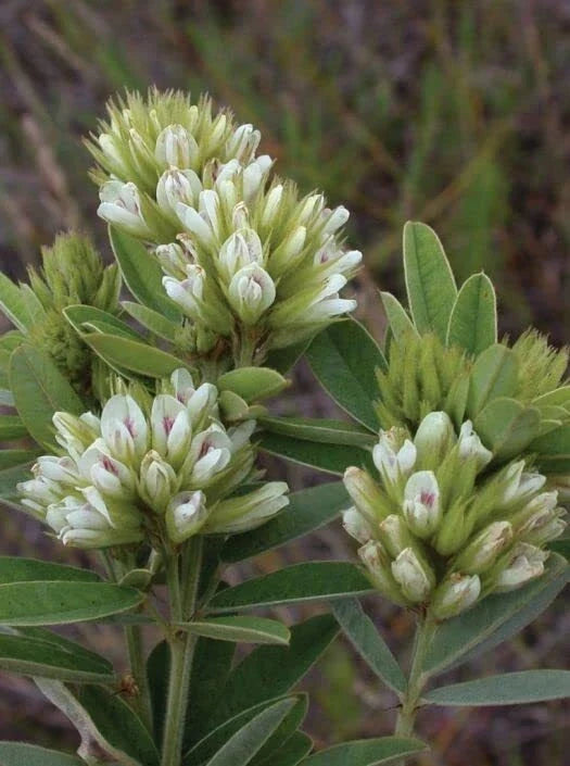 Round Headed Bush Clover Seeds - Lespedeza capitata, Drought-Tolerant Native Perennial, Wildlife-Friendly Seed Pack