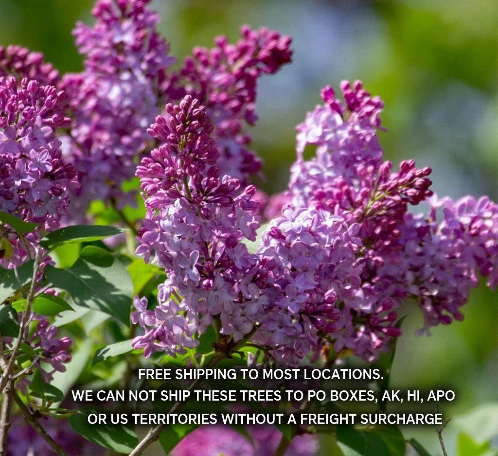 Old Fashion Lilac Bush - 9"-14" Potted Plant - Fragrant Syringa vulgaris