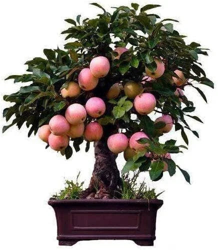 Dwarf Bonsai Apple Tree Seeds - 50 Pack - Indoor Fruit Tree - Malus domestica - Compact, Miniature, Home Gardening